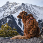 Pet Harness product image 52