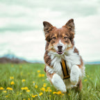 Pet Harness product image 53