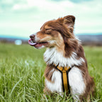 Pet Harness product image 54