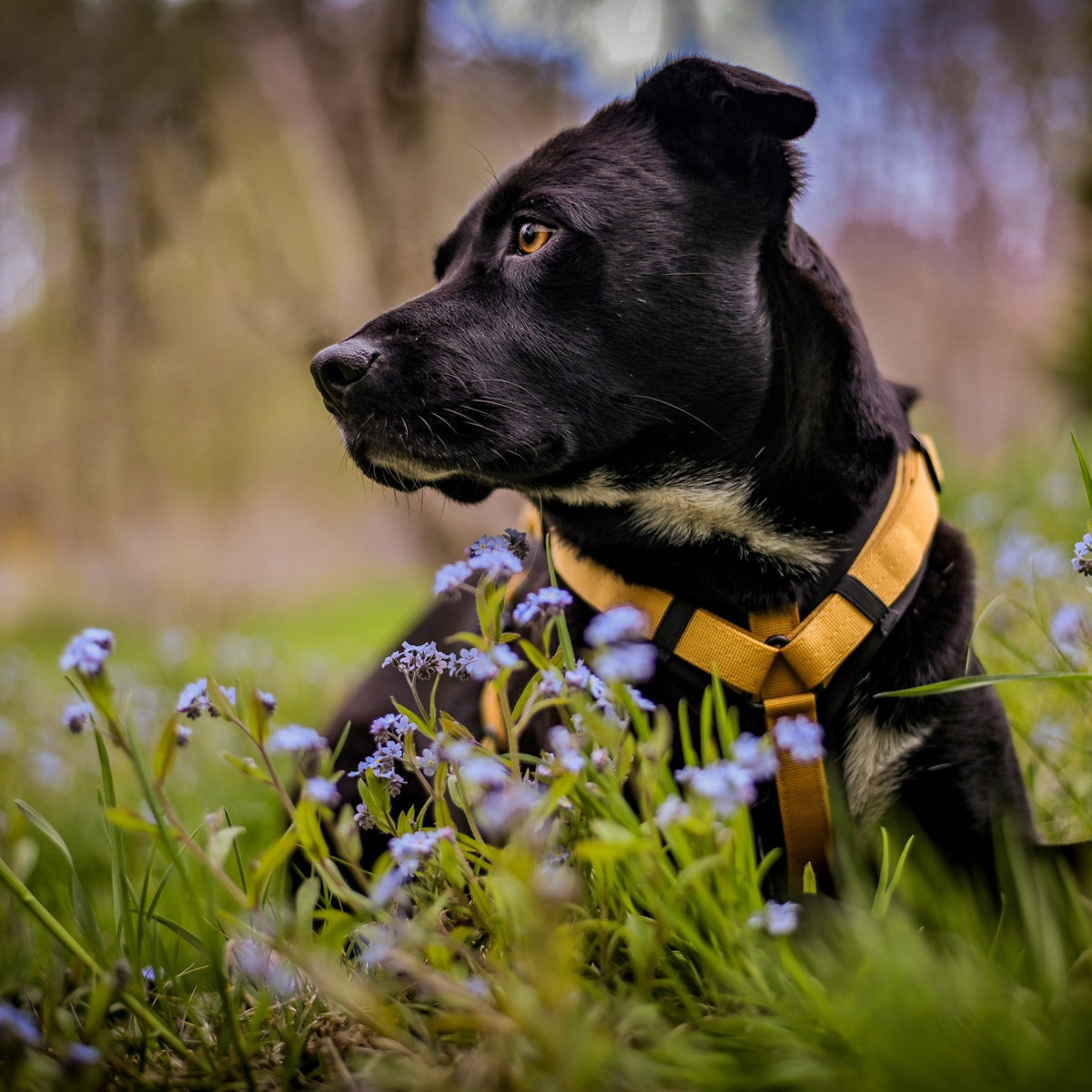 Pet Harness product image 55
