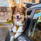 Pet Harness product image 56