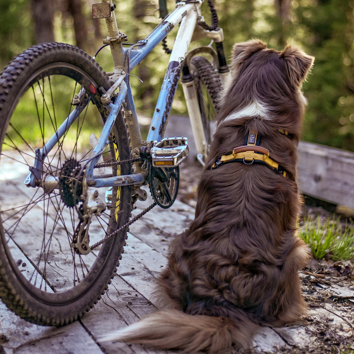 Pet Harness product image 57