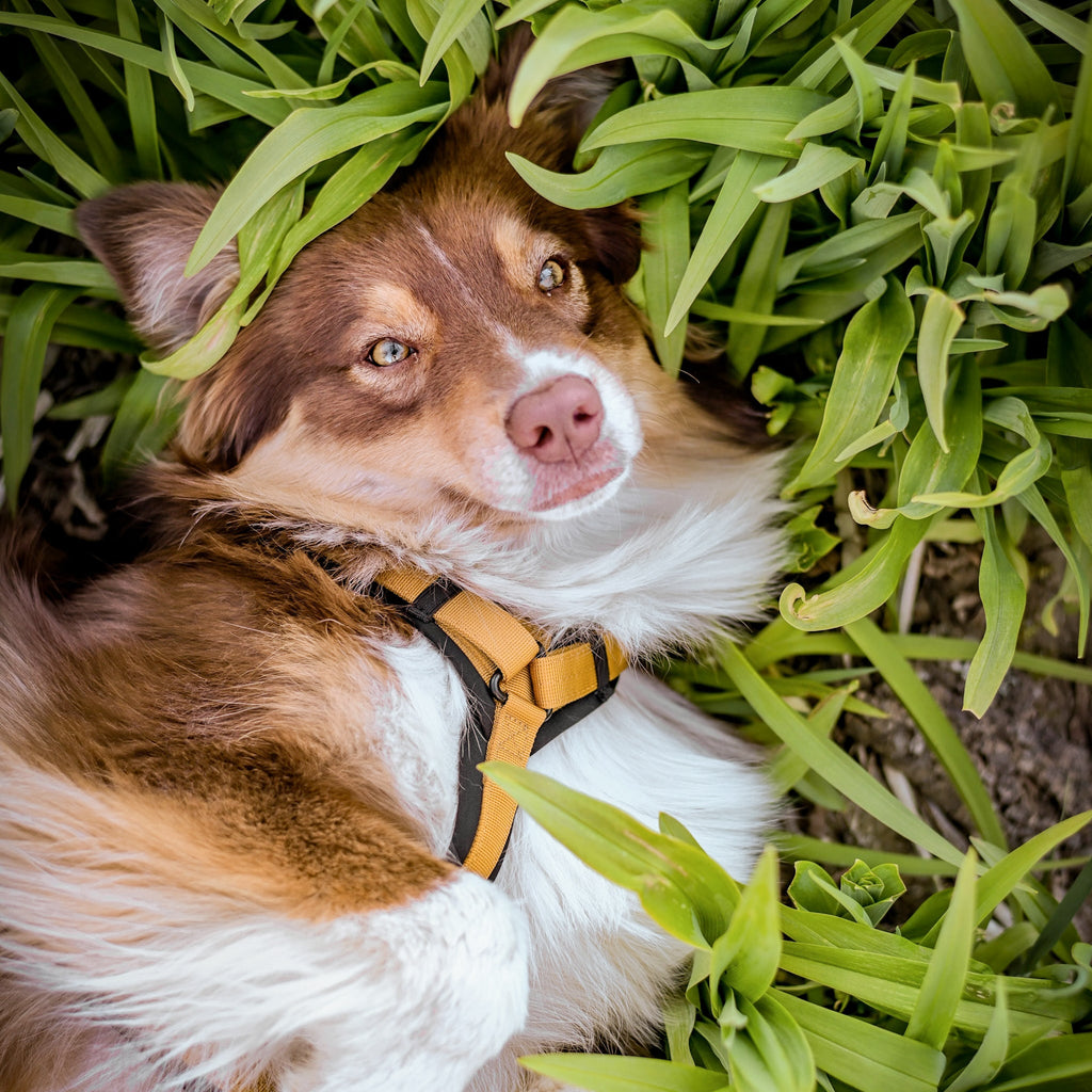 Pet Harness product image 58