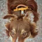 Pet Harness product image 59
