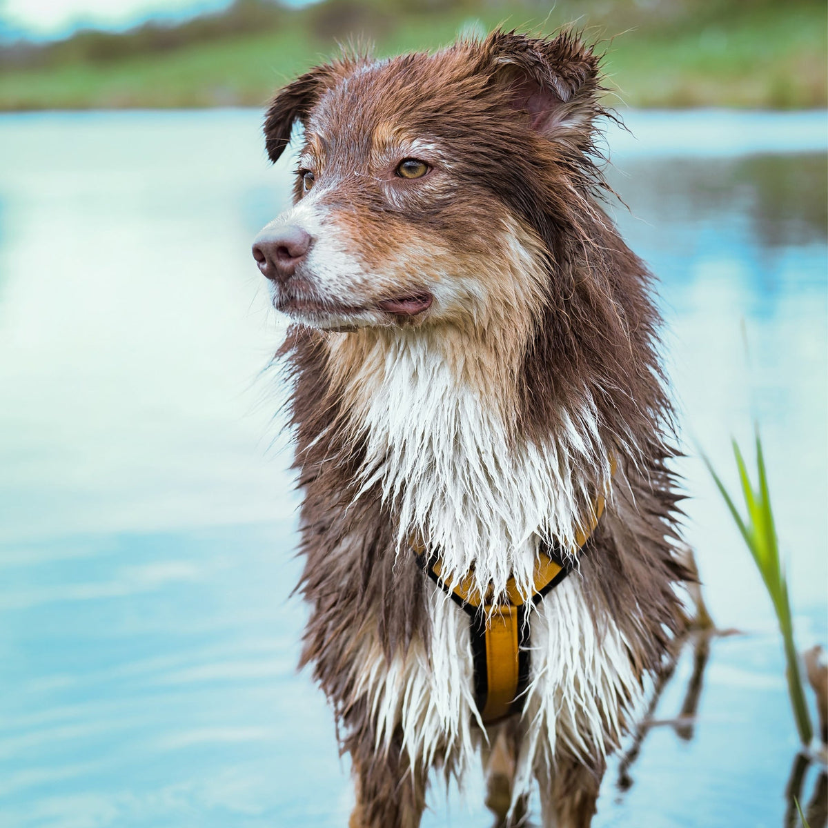 Pet Harness product image 60