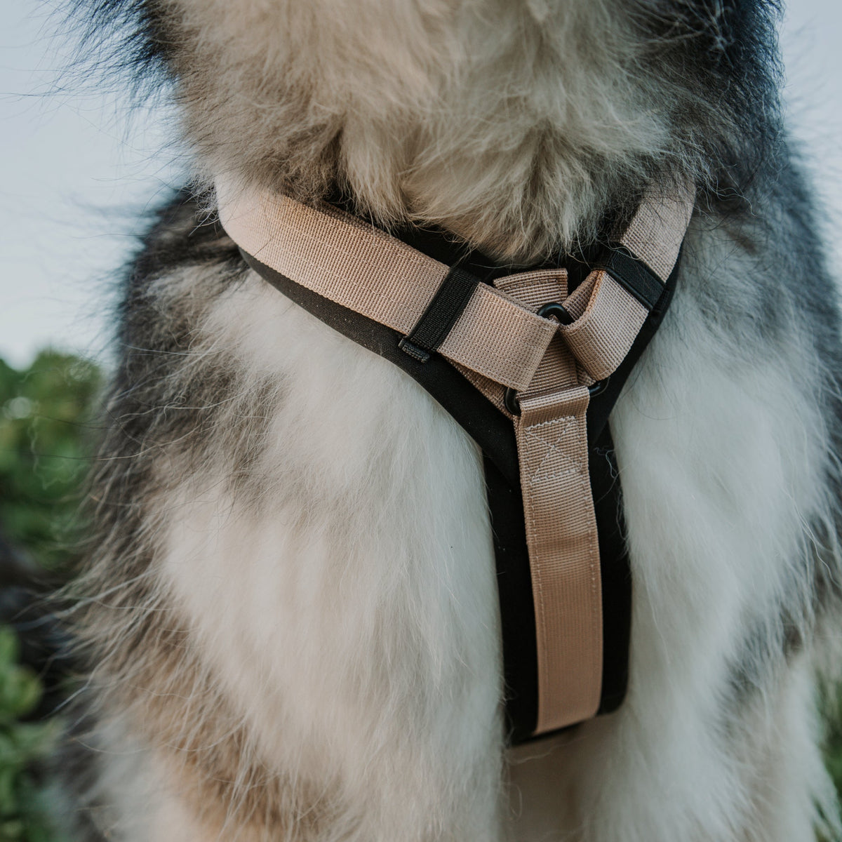 Pet Harness product image 63