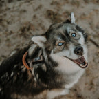 Pet Harness product image 64