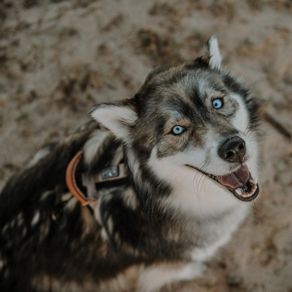 Pet Harness product image 64