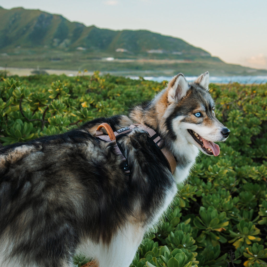 Pet Harness product image 66