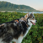 Pet Harness product image 66