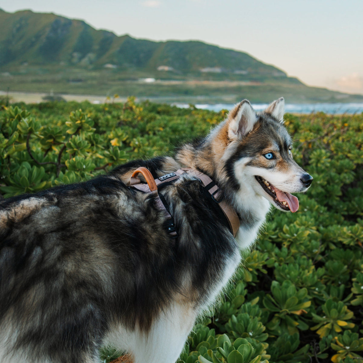 Pet Harness product image 66