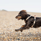 Pet Harness product image 67