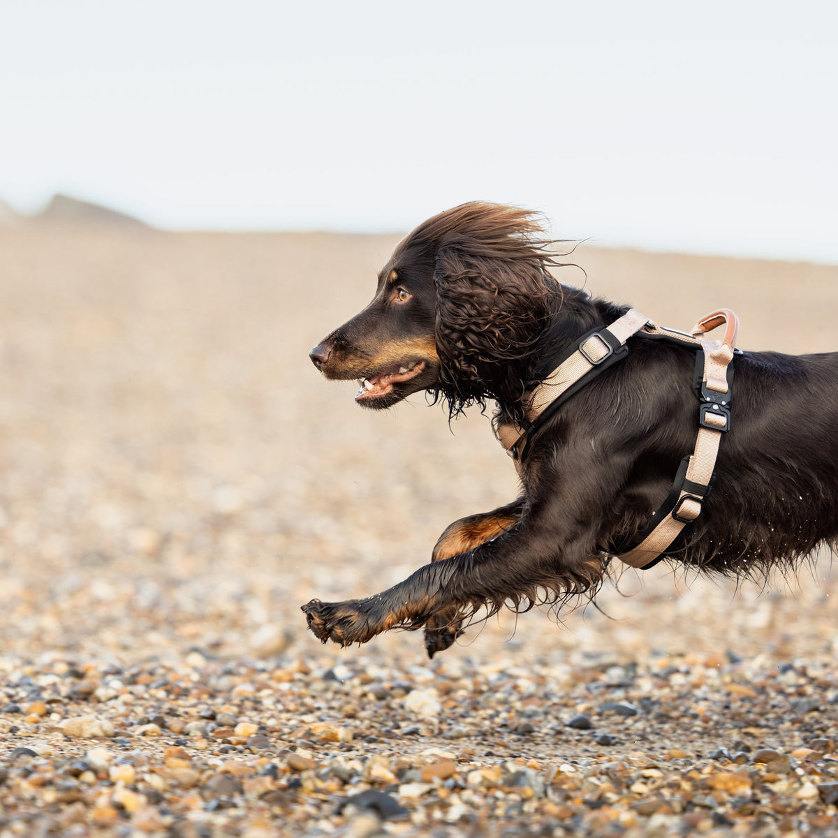 Pet Harness product image 67
