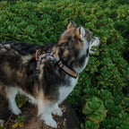 Pet Harness product image 68