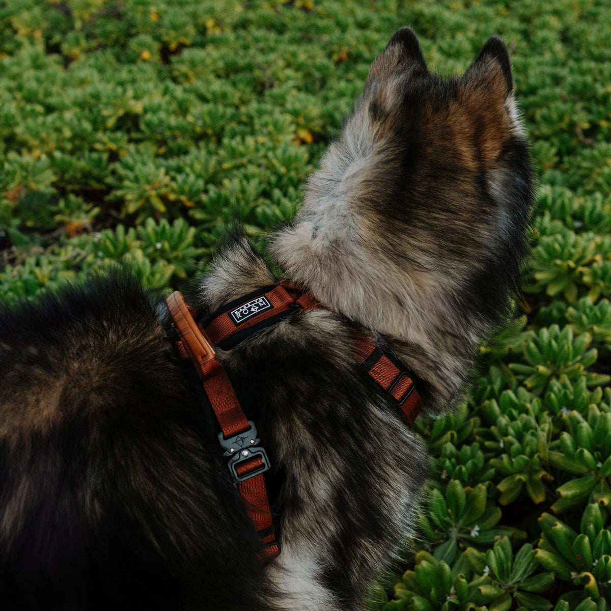 Pet Harness product image 69