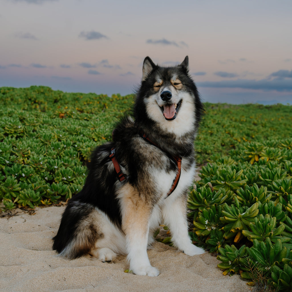Pet Harness product image 70
