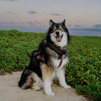 Pet Harness product image 70
