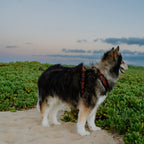 Pet Harness product image 71