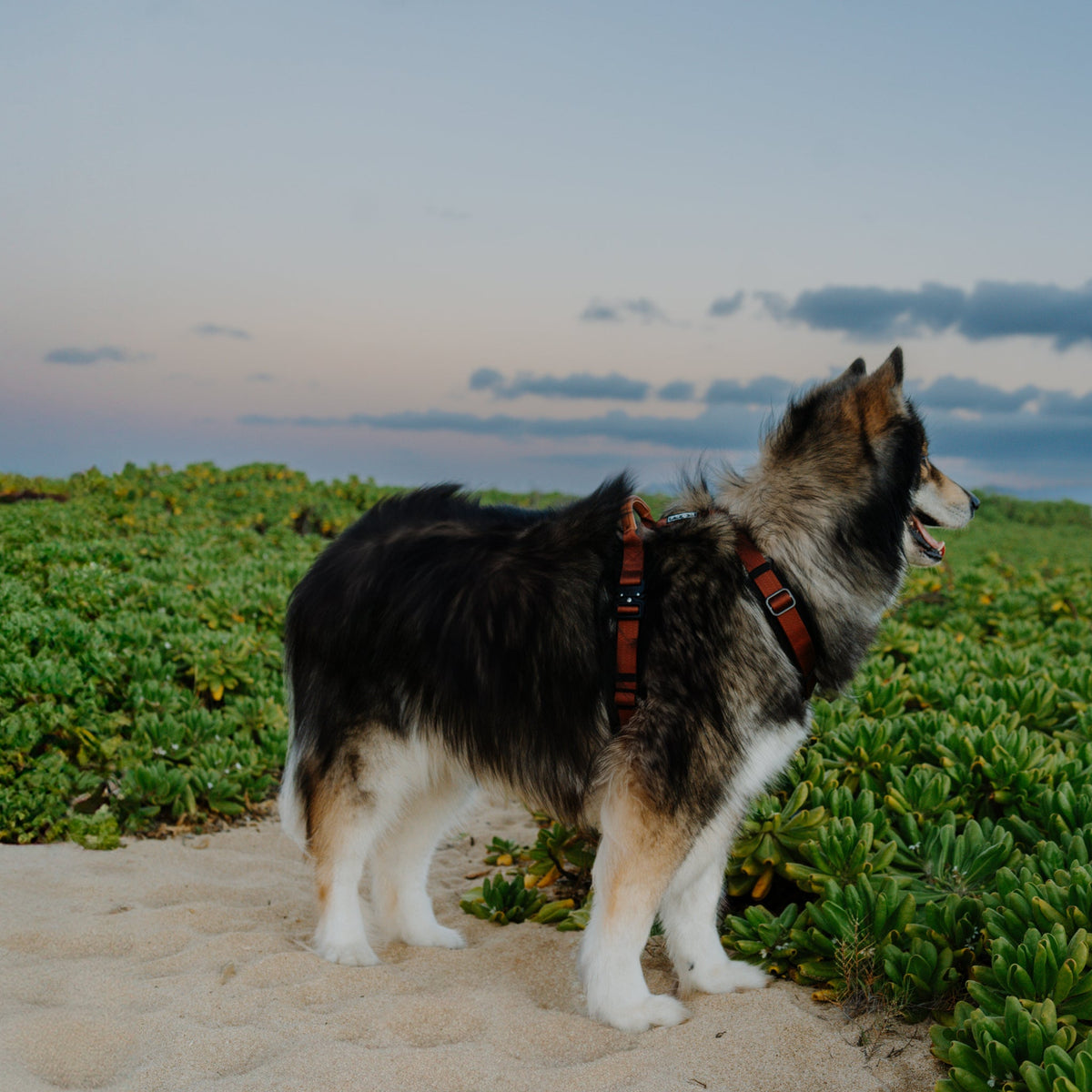 Pet Harness product image 71