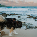 Pet Harness product image 72