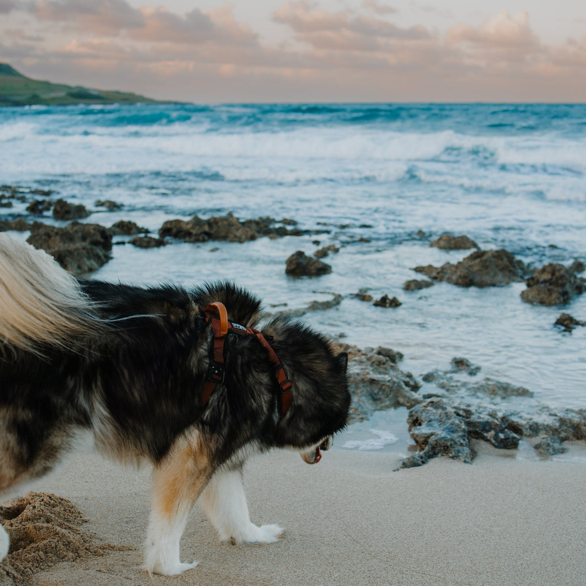 Pet Harness product image 72