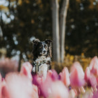 Pet Harness product image 89