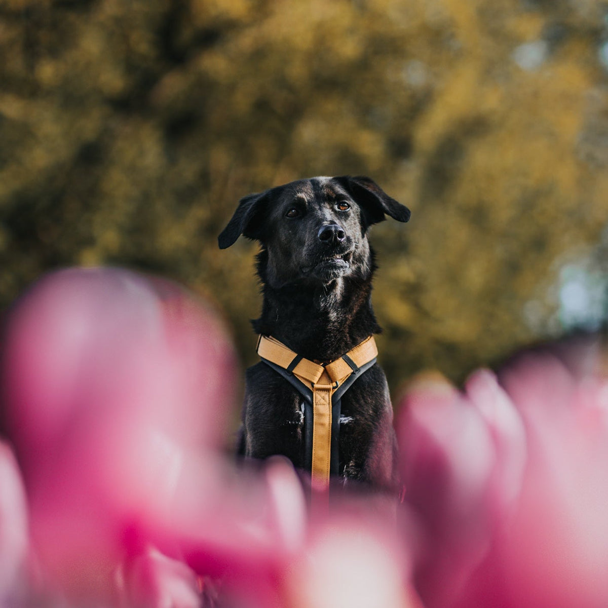 Pet Harness product image 90