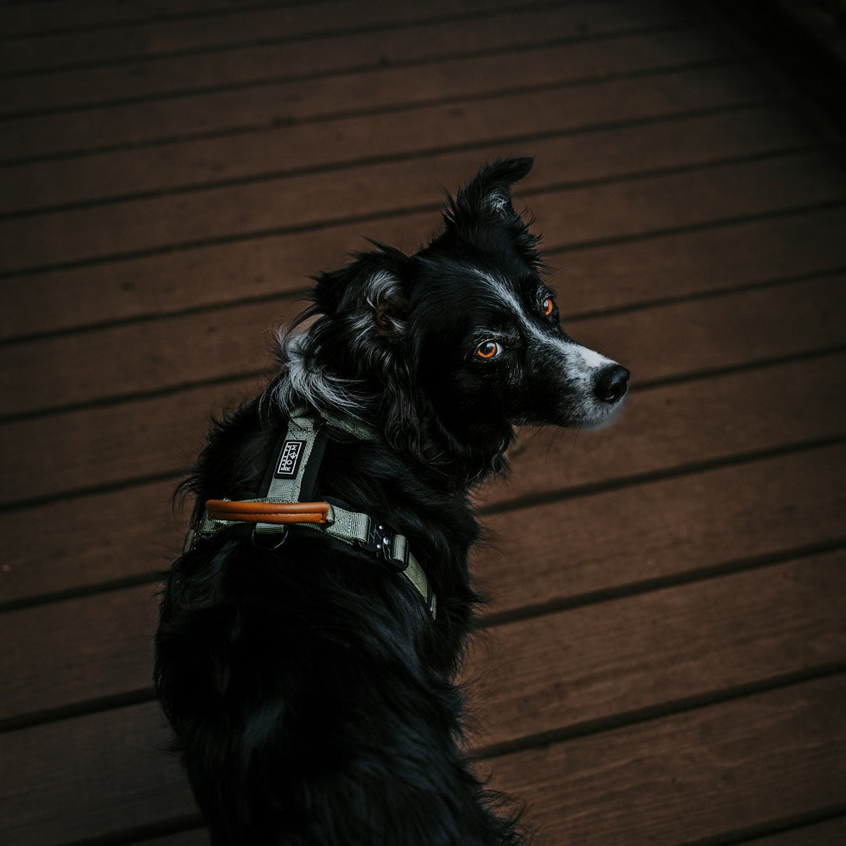 Pet Harness product image 91