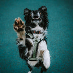 Pet Harness product image 93