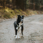 Pet Harness product image 94