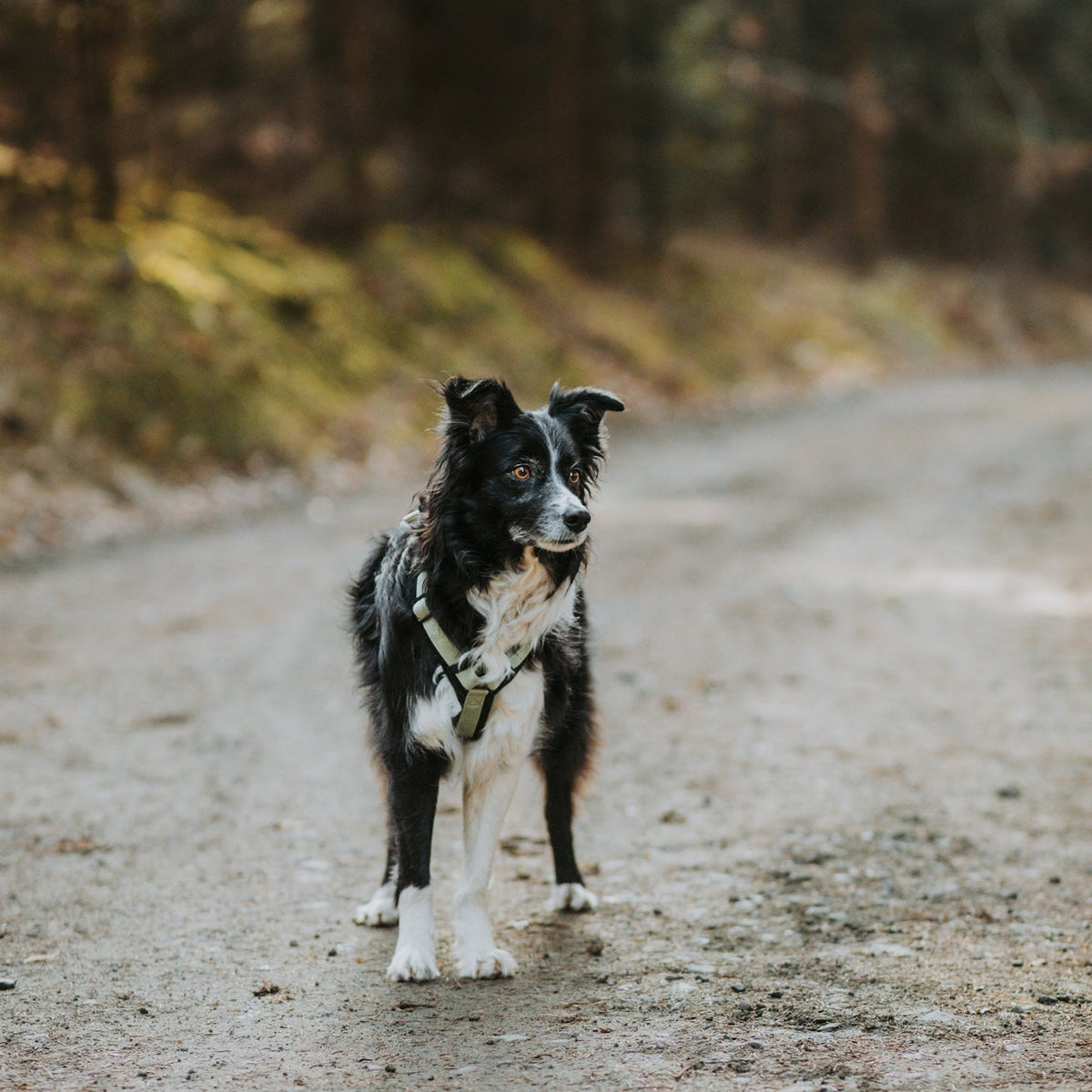 Pet Harness product image 94