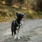 Pet Harness product image 95