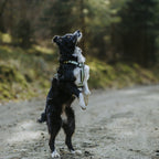 Pet Harness product image 96