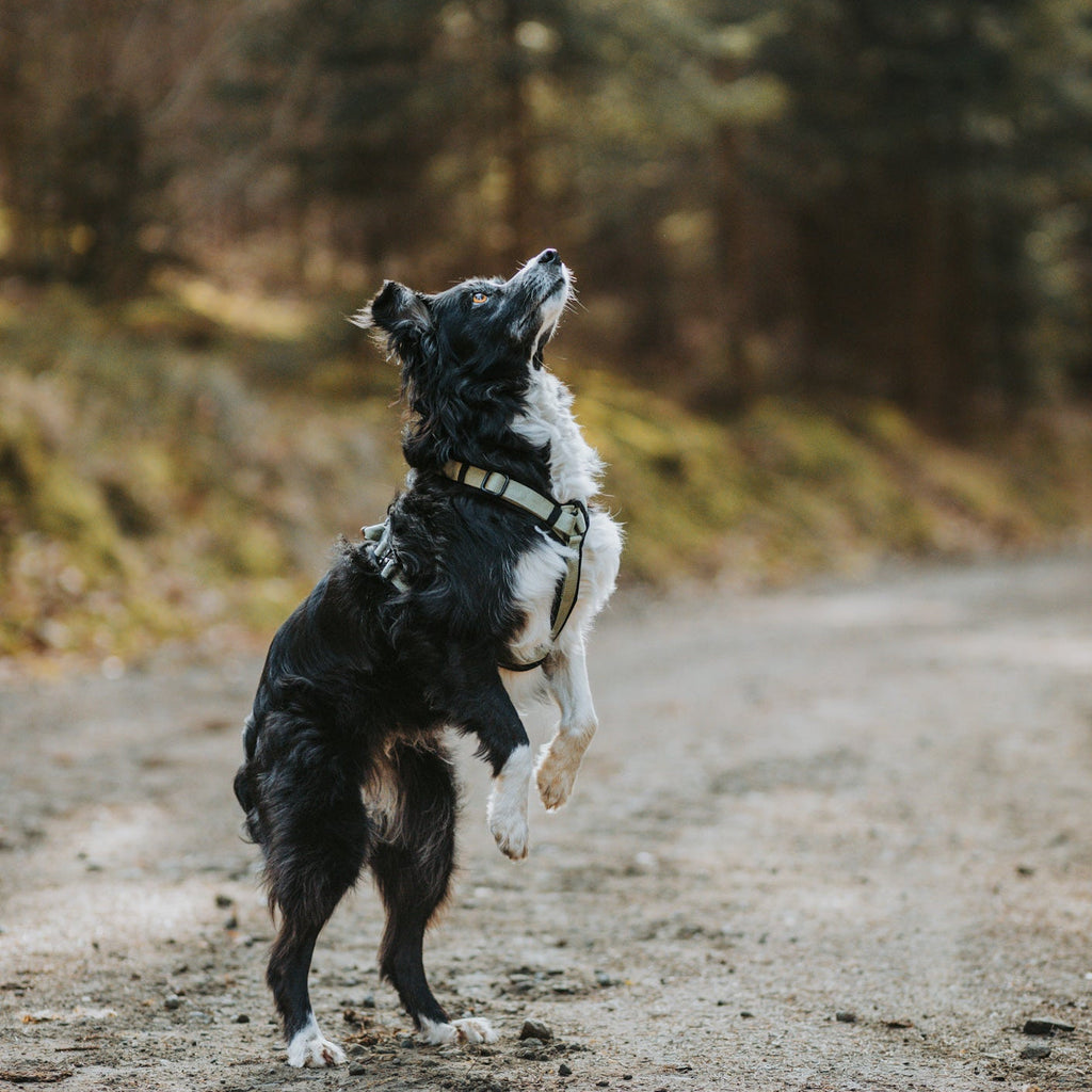 Pet Harness product image 97