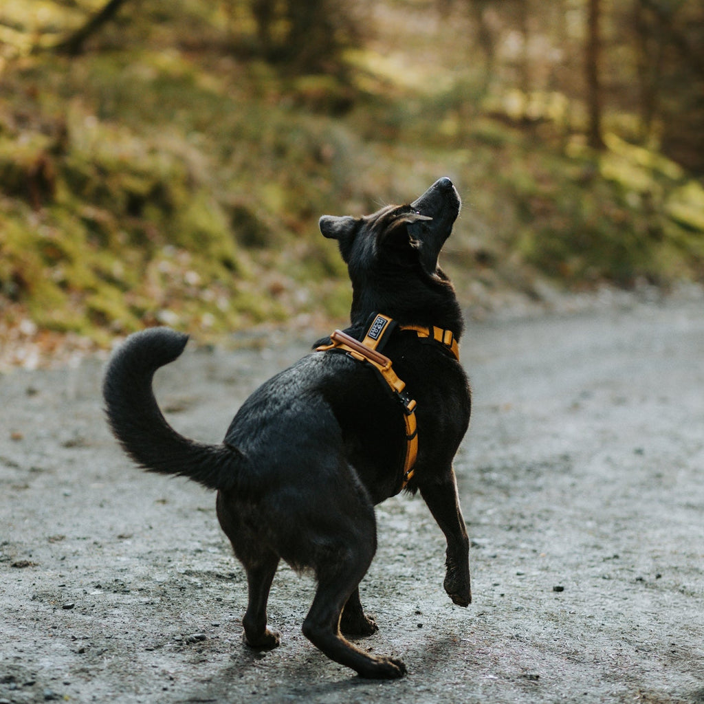 Pet Harness product image 98