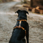 Pet Harness product image 99