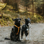 Pet Harness product image 100