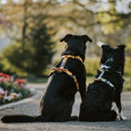 Pet Harness product image 101