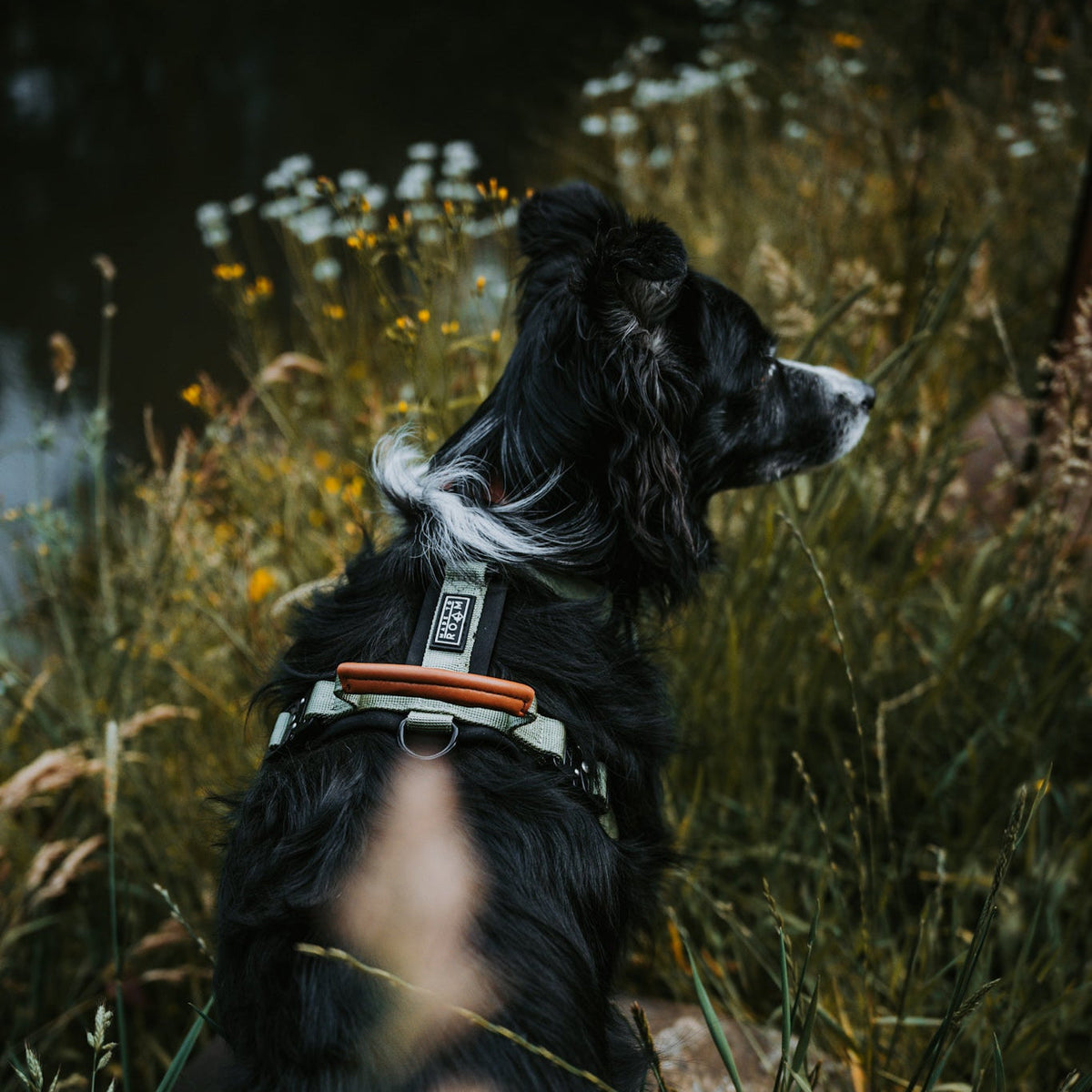 Pet Harness product image 102