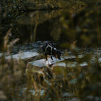 Pet Harness product image 106
