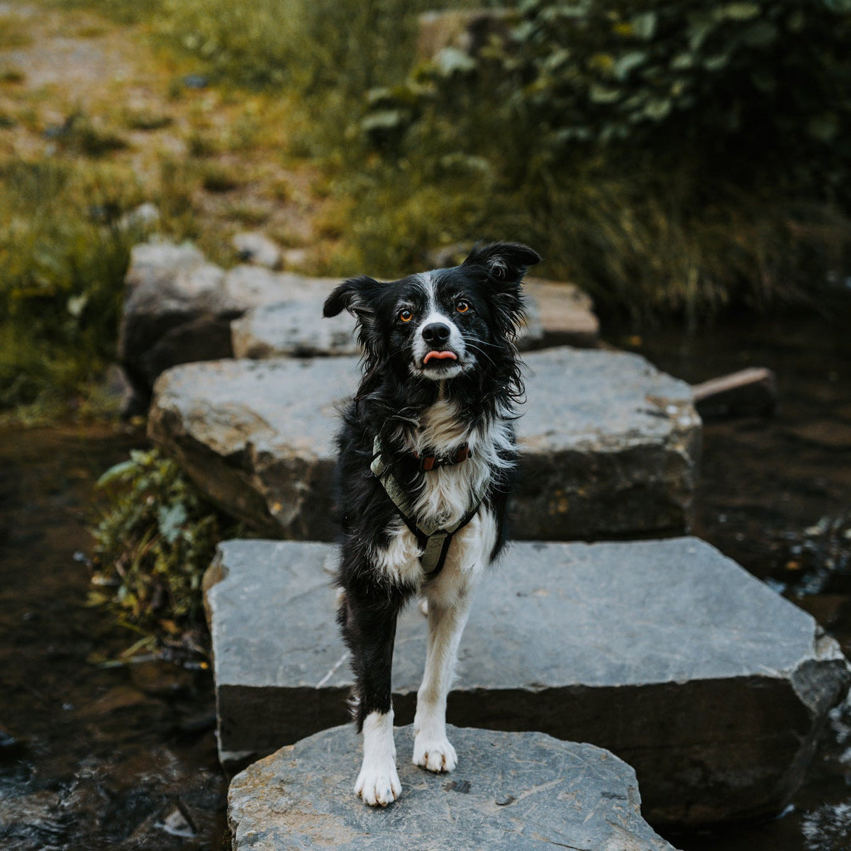 Pet Harness product image 107