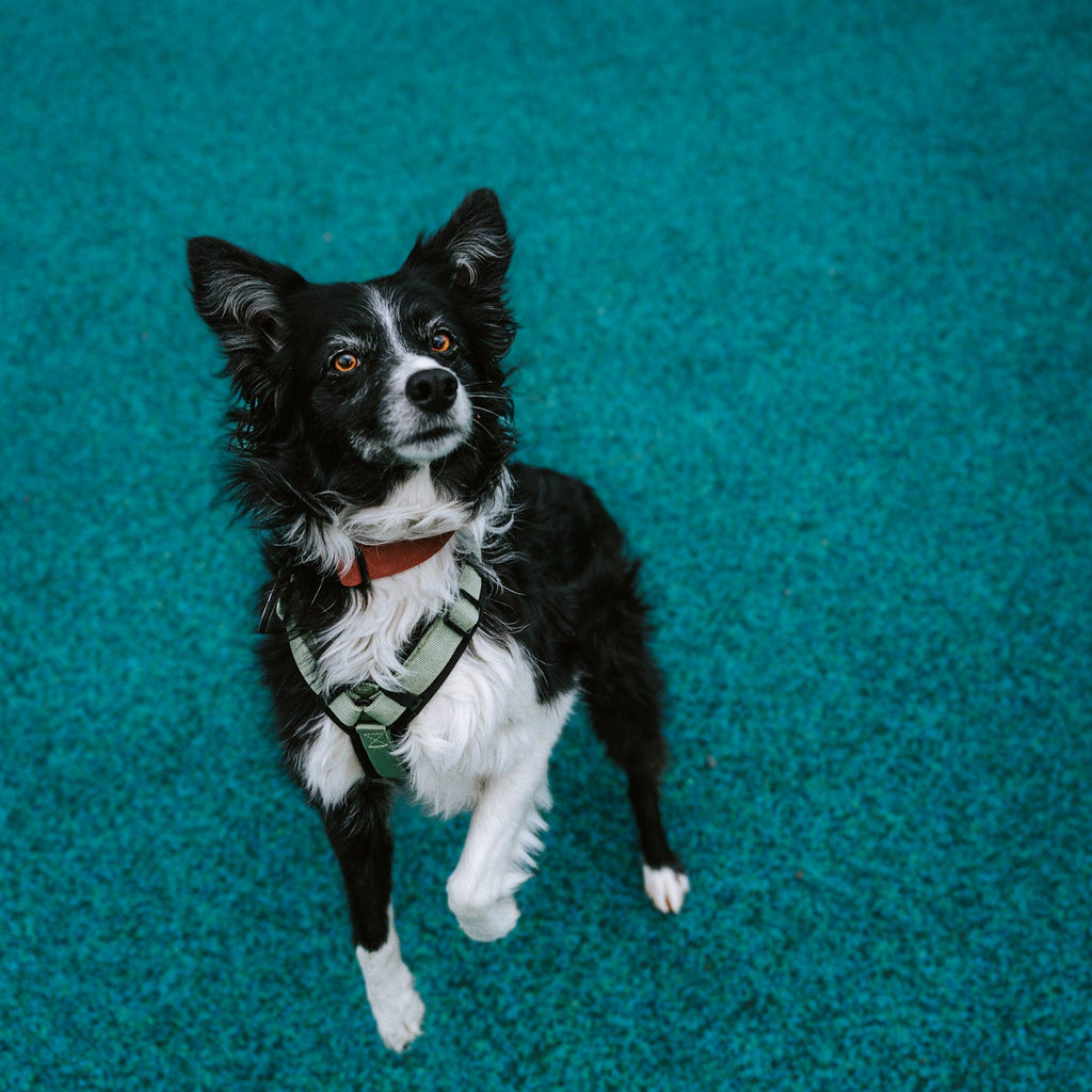 Pet Harness product image 109