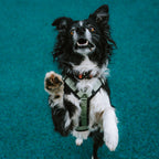Pet Harness product image 110