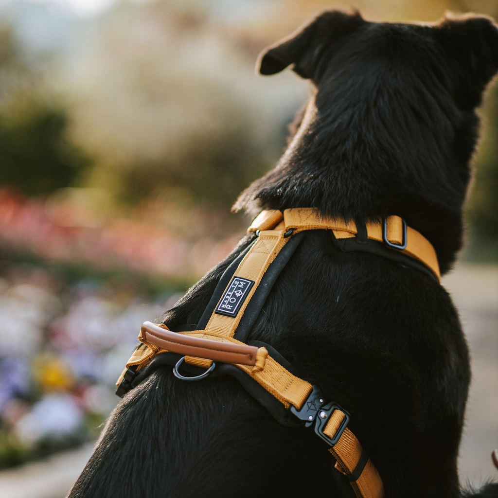 Pet Harness product image 112
