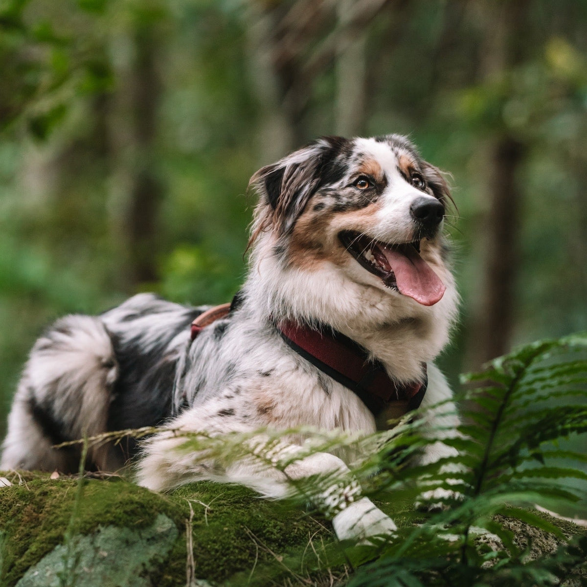 Pet Harness product image 113