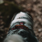 Pet Harness product image 115