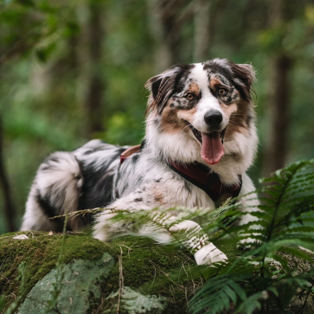 Pet Harness product image 116