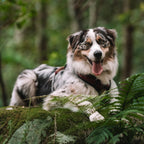 Pet Harness product image 116