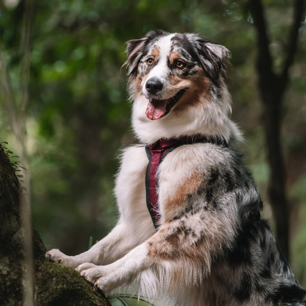 Pet Harness product image 117