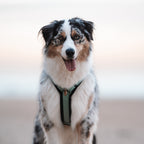 Pet Harness product image 118